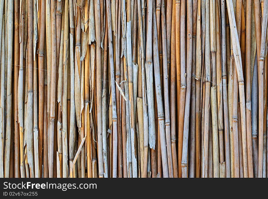 Dry stalks of a reed