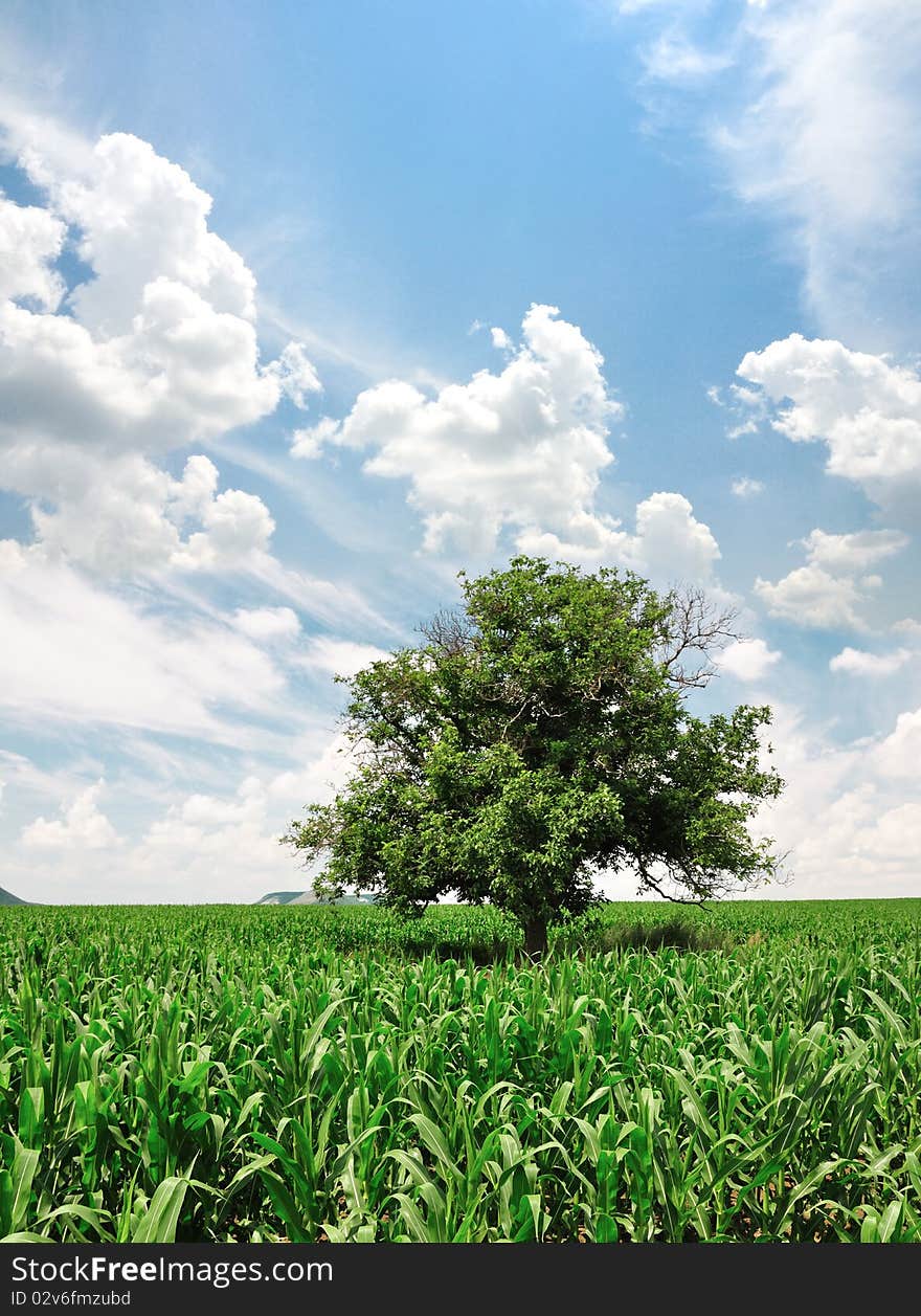 Green corn field and lonely tree