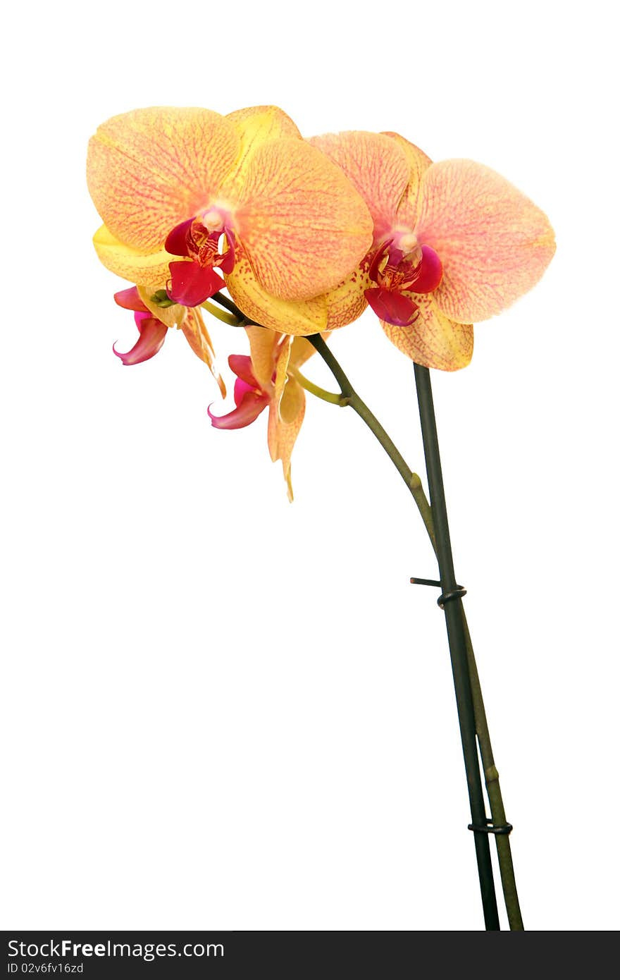 Yellow Orchid