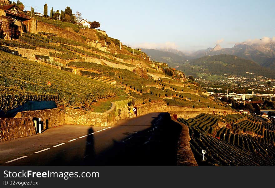 Vineyards