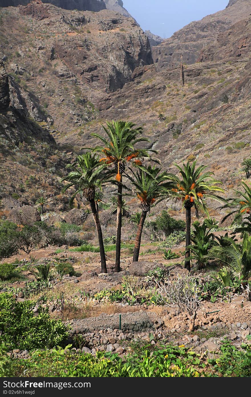 Canary island