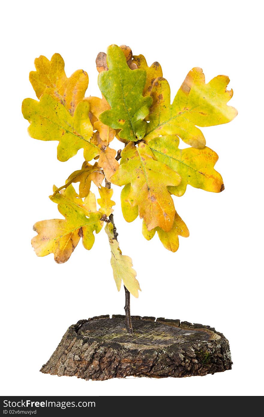 Oak Leaf with Tree stump on white background