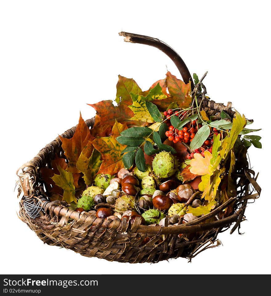 Wicker basket with autumn fallen leaves, chestnuts, and Rowanberry, isolated