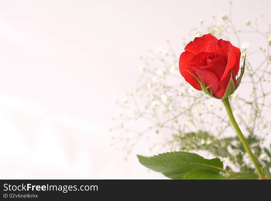 Red rose on light background