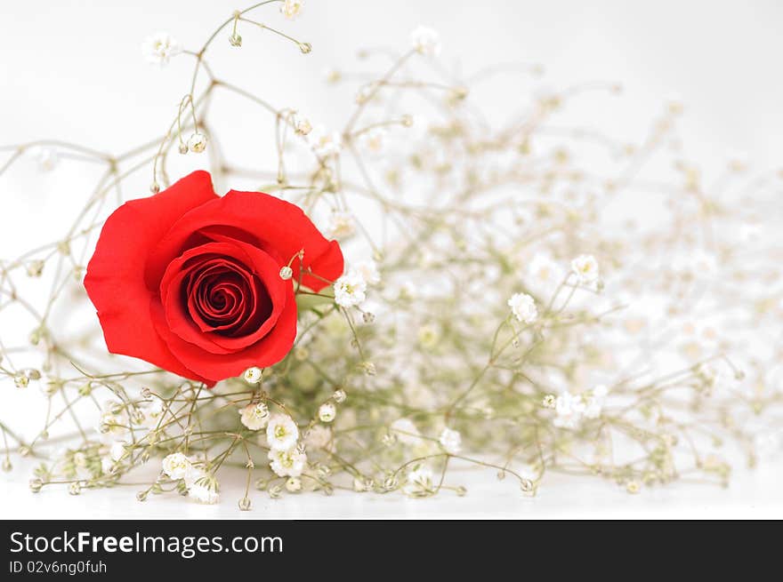 Red rose on light background