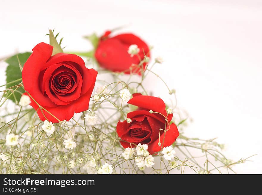 Three roses on a light background. Three roses on a light background