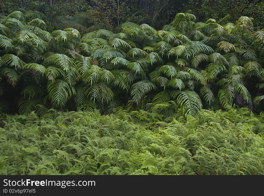 Forest Ferns