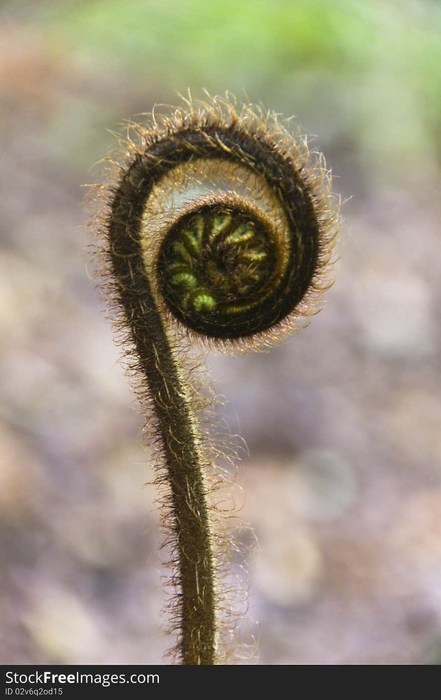 Fern coil