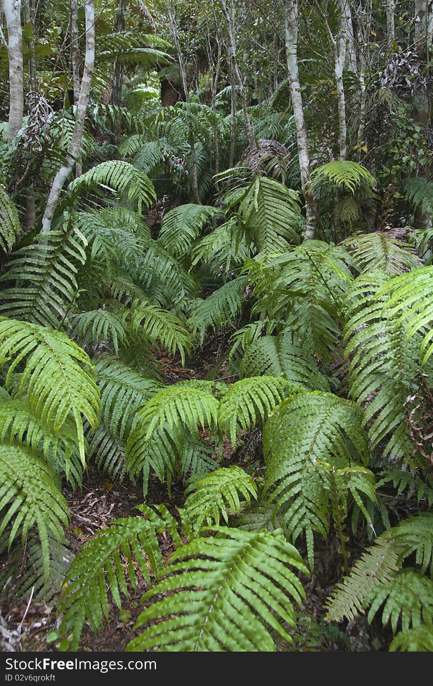 Fern covered track