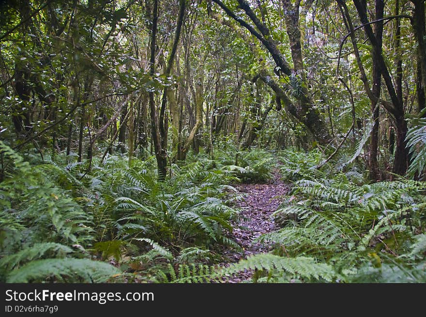 A walk following the Panatewaewae stream and up to the range tops, Tararuas, New Zealand. A walk following the Panatewaewae stream and up to the range tops, Tararuas, New Zealand