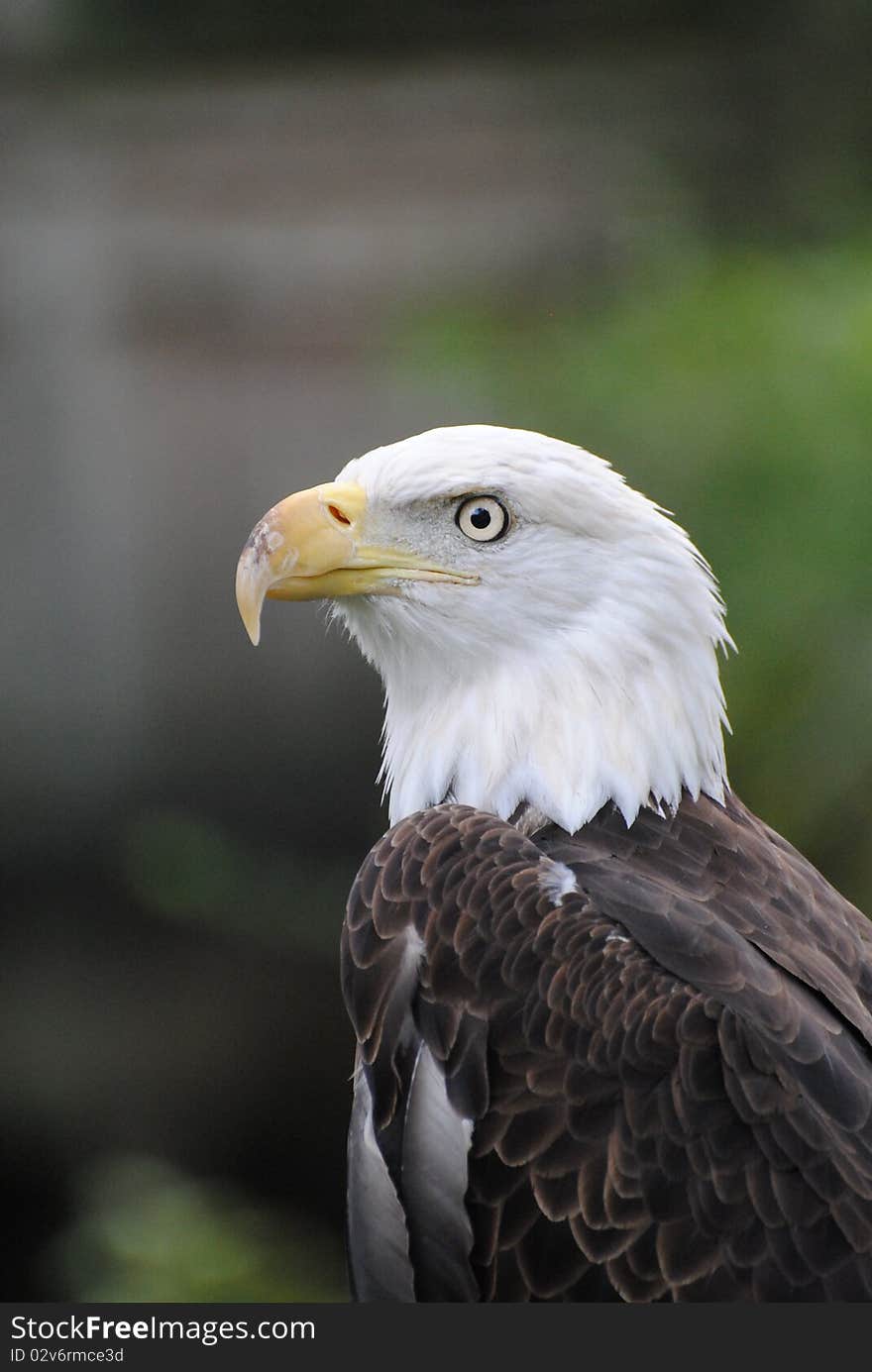 Eagle Profile