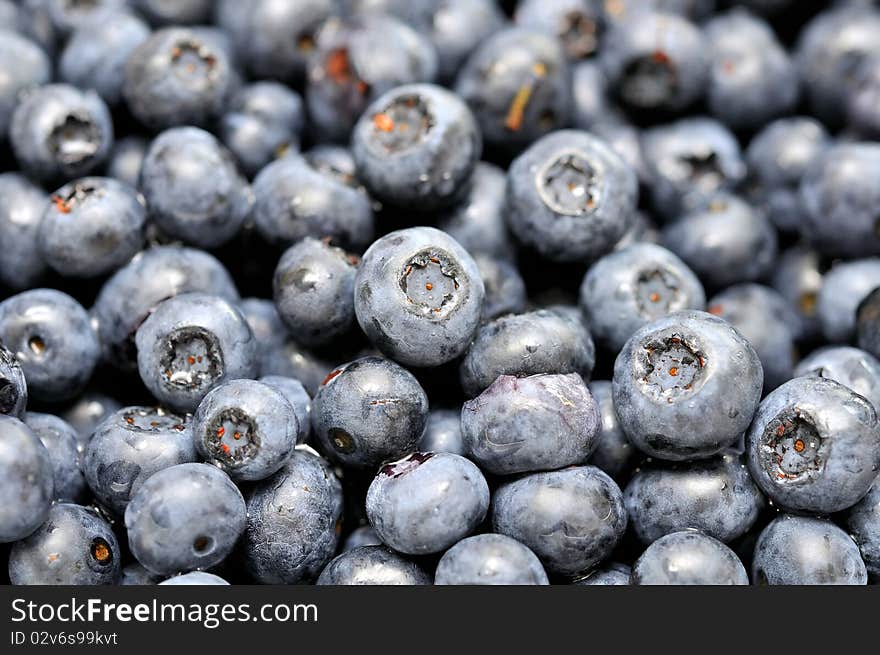 Freshly picked blueberries