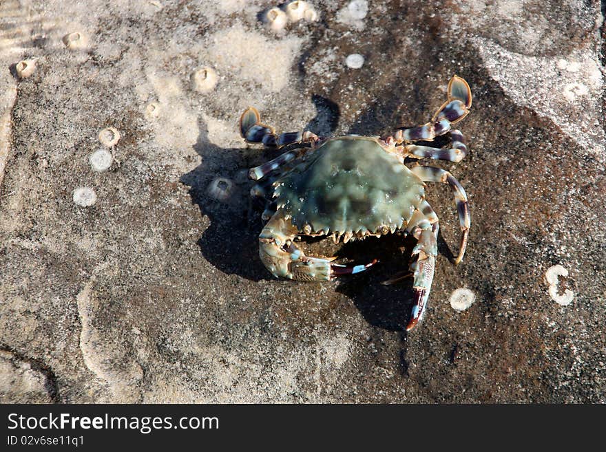 Crab