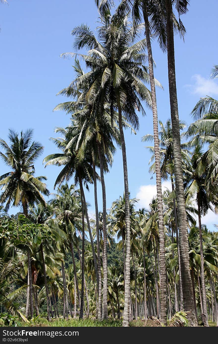 The coconut garden it's on the island. The coconut garden it's on the island.