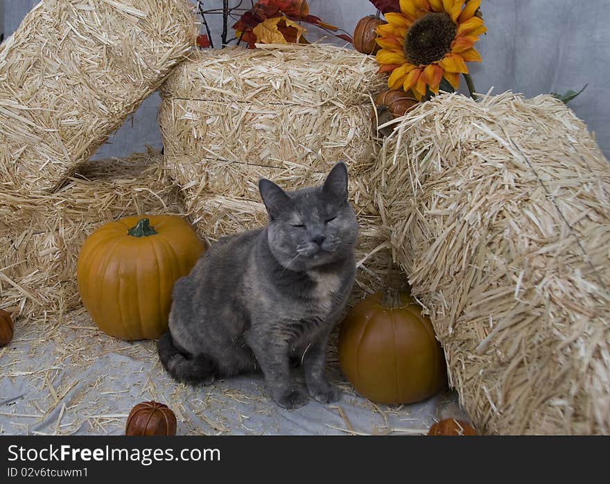 Cat sitting in front of bales of hay surrounded by pumpkins and fall flowers. Cat sitting in front of bales of hay surrounded by pumpkins and fall flowers