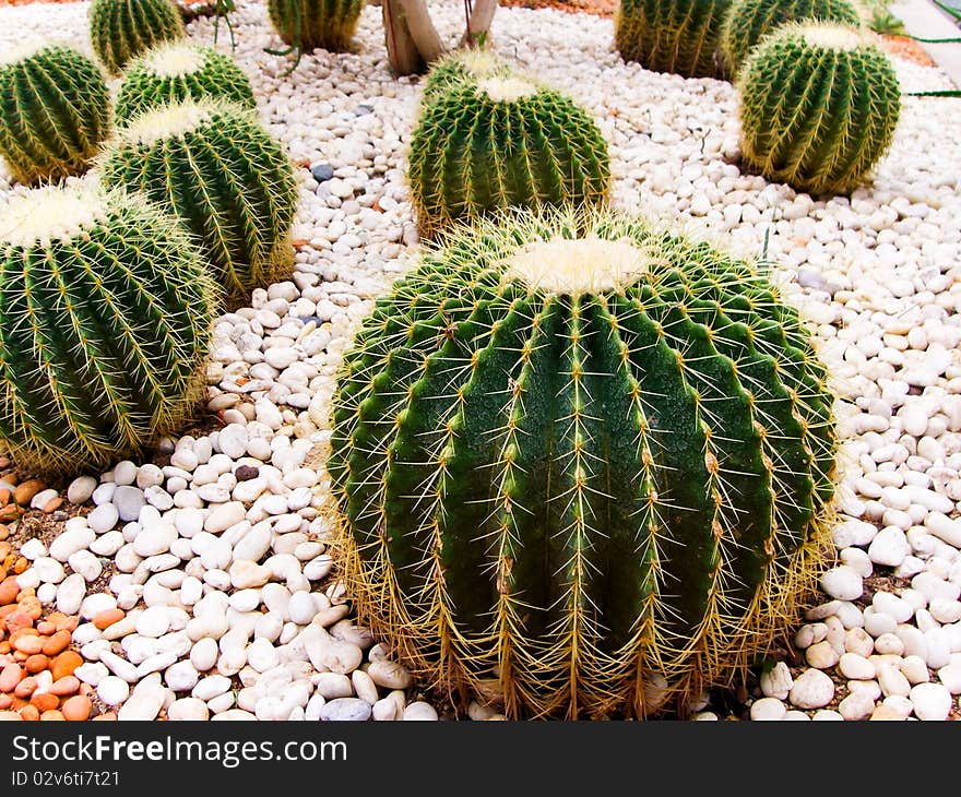 Various cactus species Grow into residential care is easy to be a long and exotic beauty.