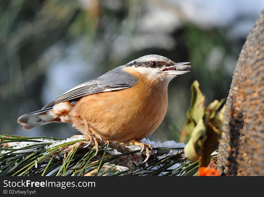 The nuthatches are a genus, Sitta, of small passerine birds belonging to the family Sittidae. The nuthatches are a genus, Sitta, of small passerine birds belonging to the family Sittidae.