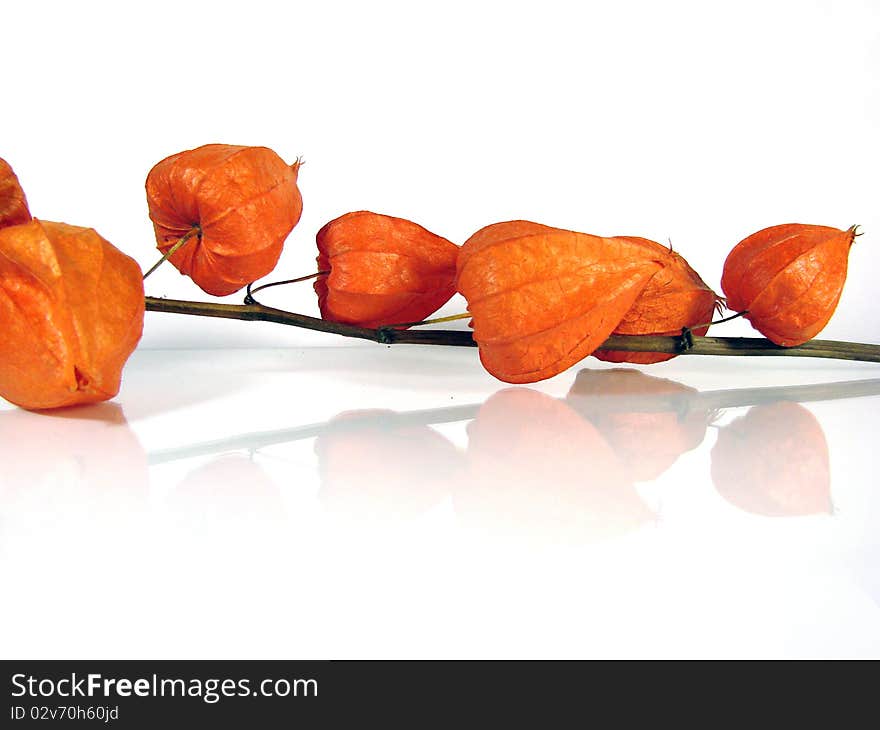 Branch of Physalis on white background. Branch of Physalis on white background