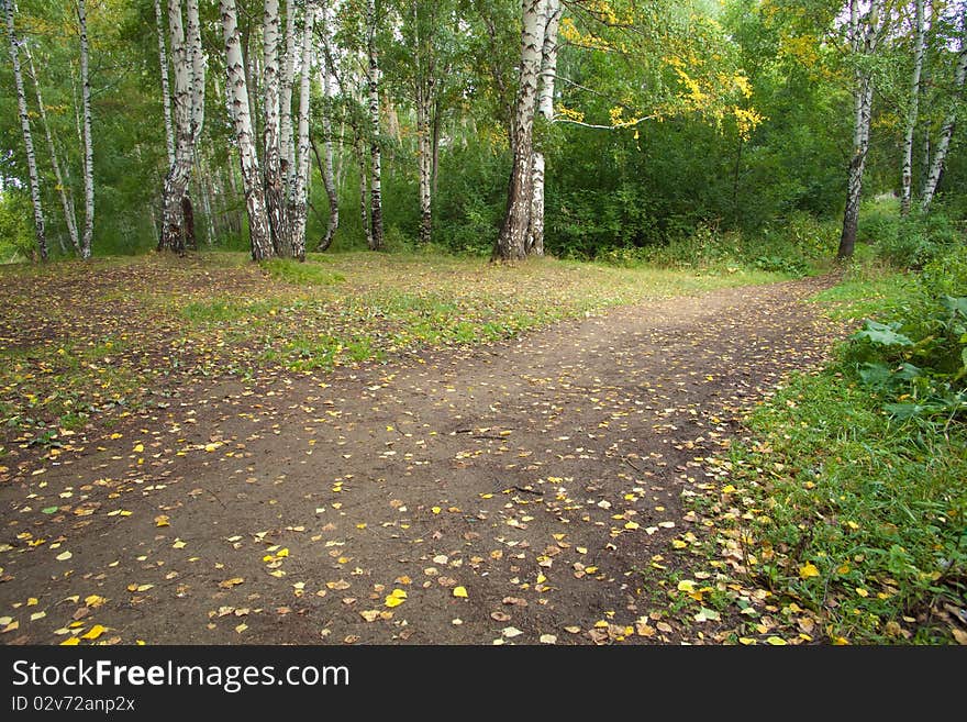 The path in the autumn forest with birches. The natural background for any purpose