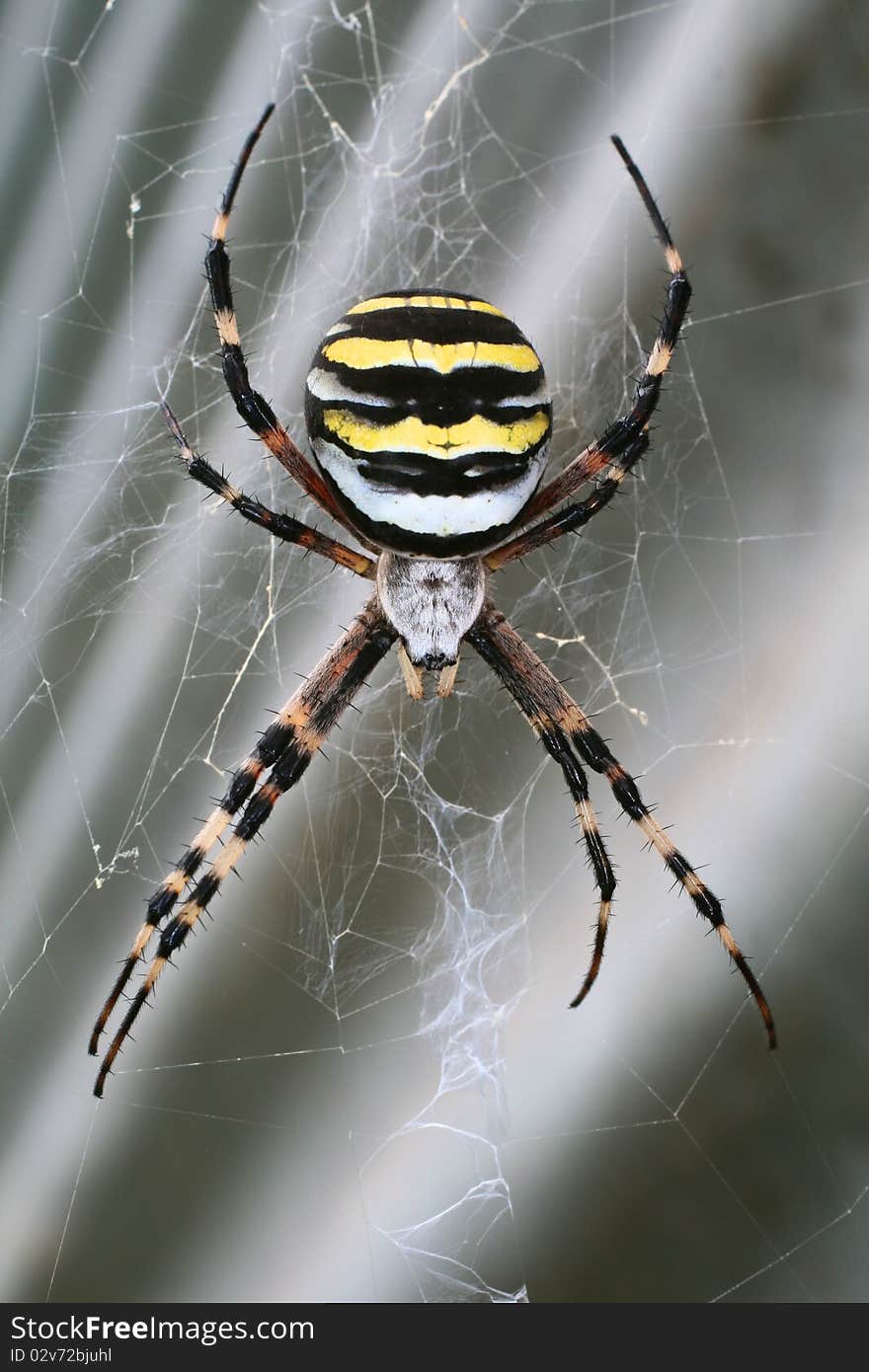 Argiope spider