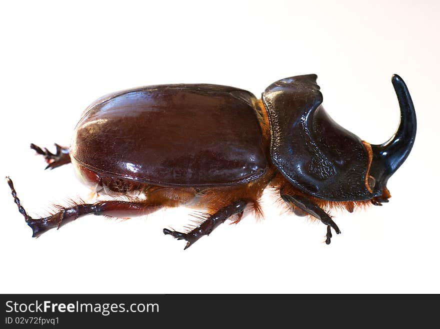 Rhinoceros beetle