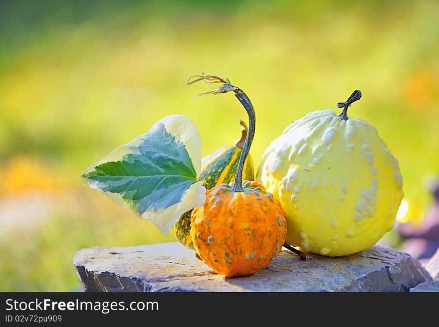 Harvested Pumpkins