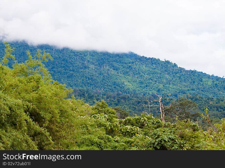 It is mountane evergreen forest. It is mountane evergreen forest