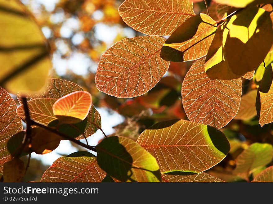 Colored autumn leaves