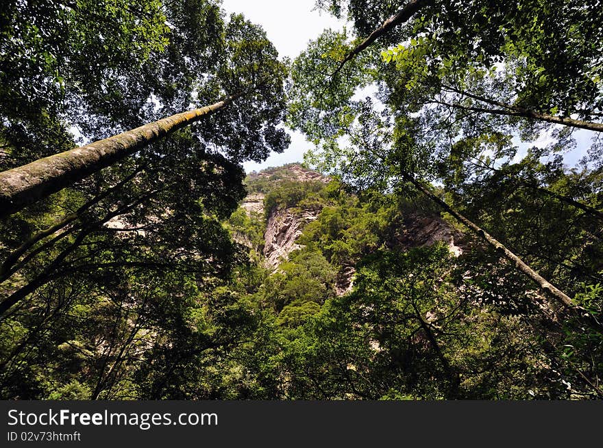 Trees in wide visual angle