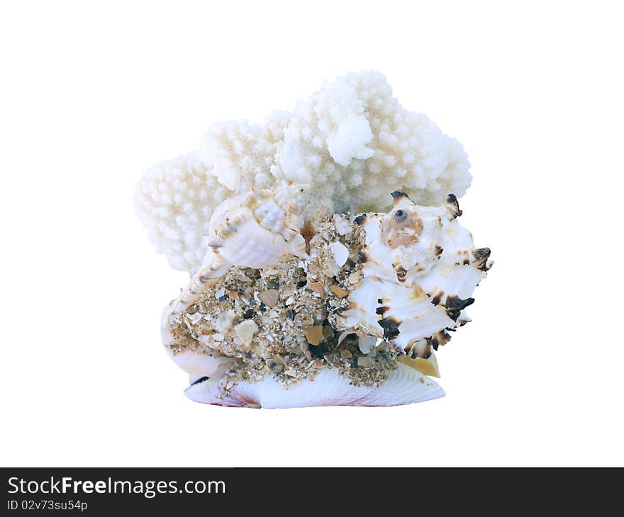 Coral isolated on a white background