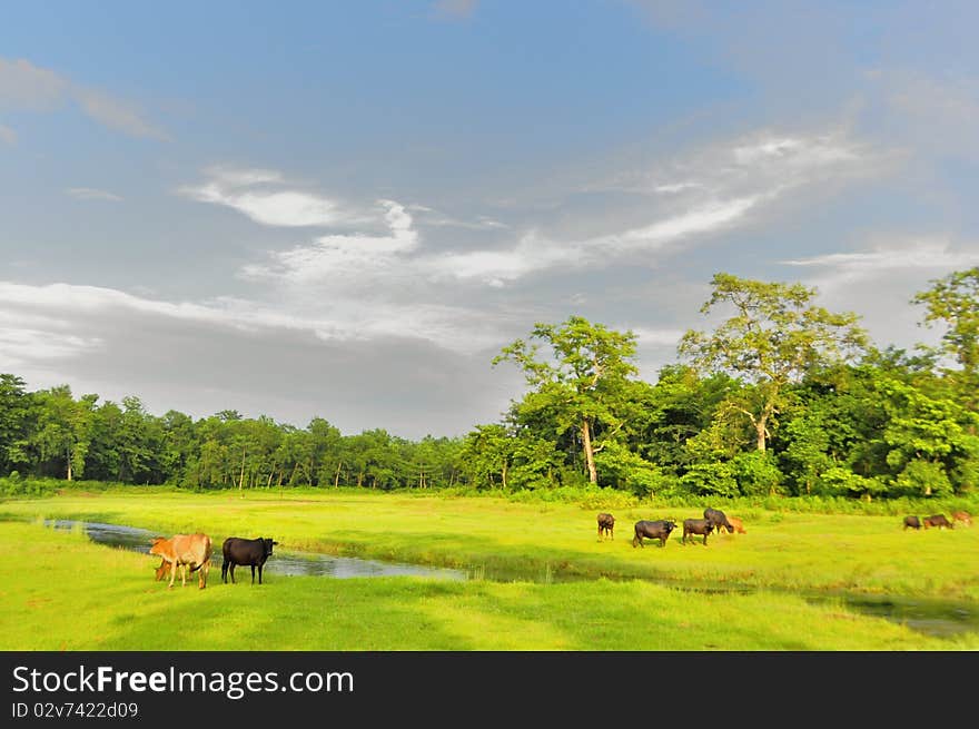 The beautiful scenery in the jungle