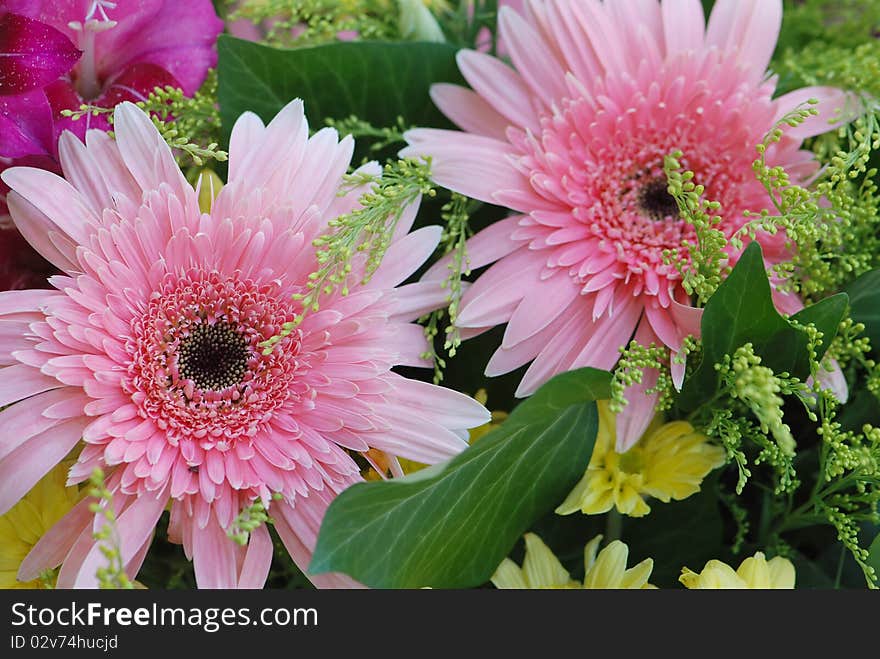 Beautiful pink daisy for valentine day