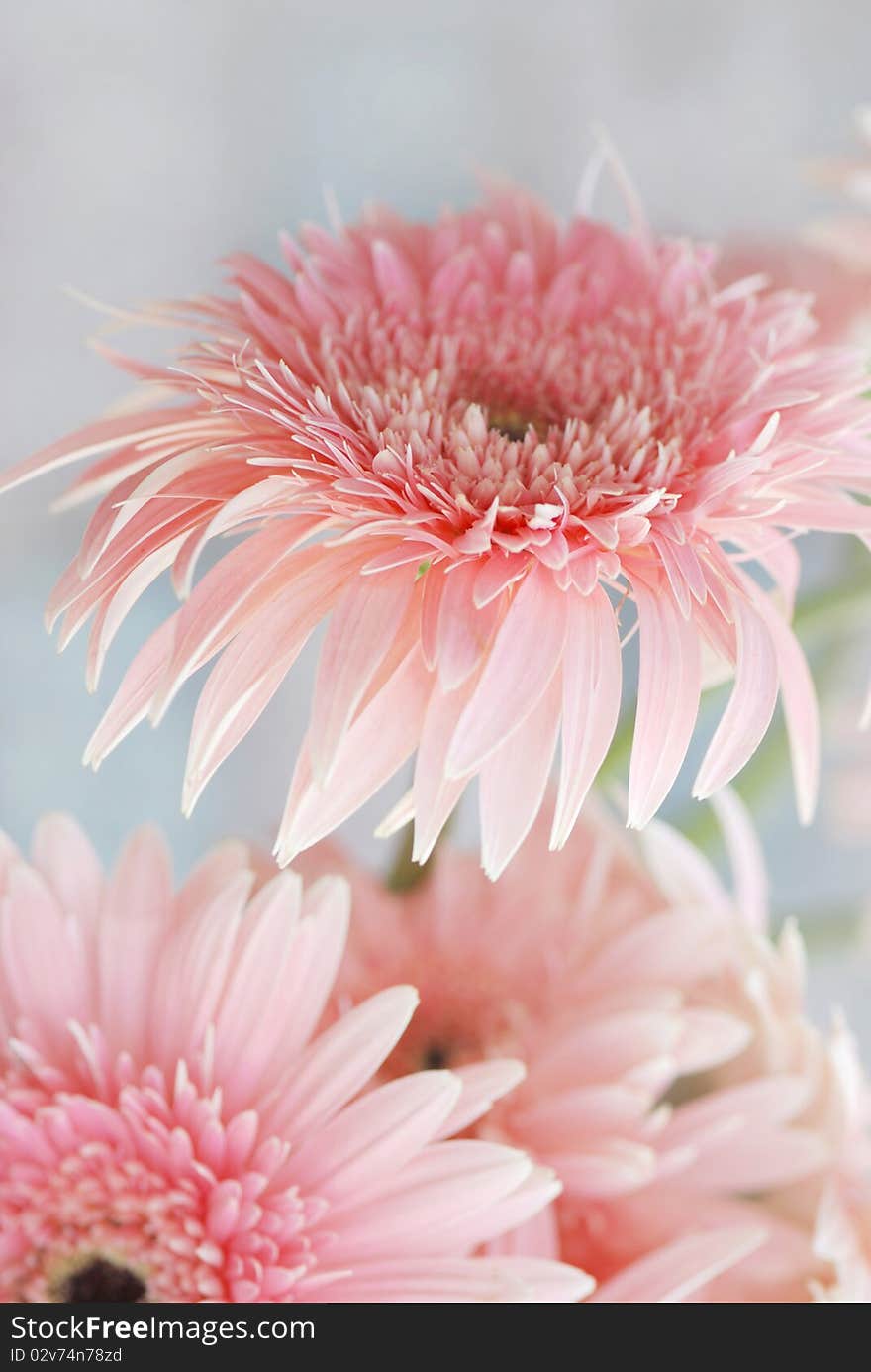 Beautiful pink daisy for valentine day