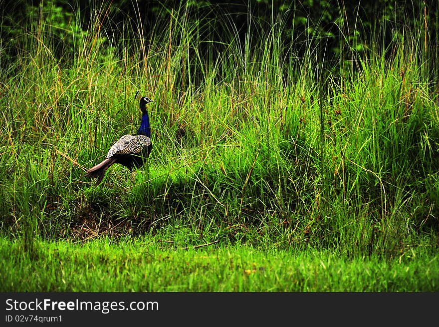 The peacock