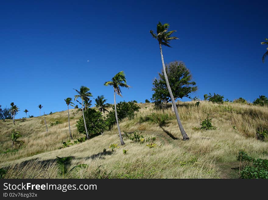 Palms in Fiji