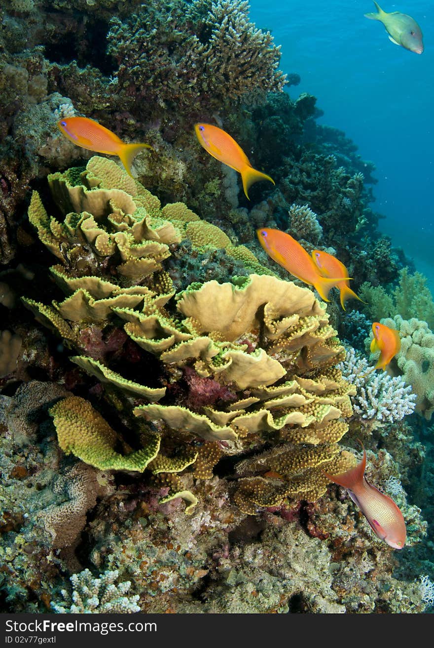 Hard coral with tropical fish