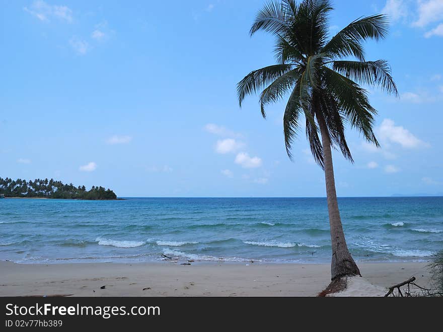 Coconut palms on the coast. sea and coconut palm , Thailand