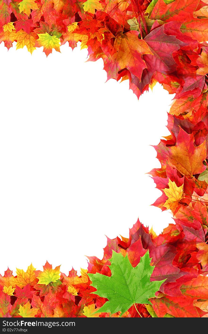 Half frame autumn maple foliage isolated on white. Half frame autumn maple foliage isolated on white