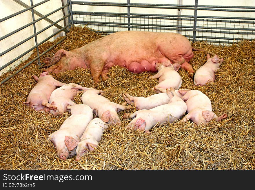 Mother With Piglets