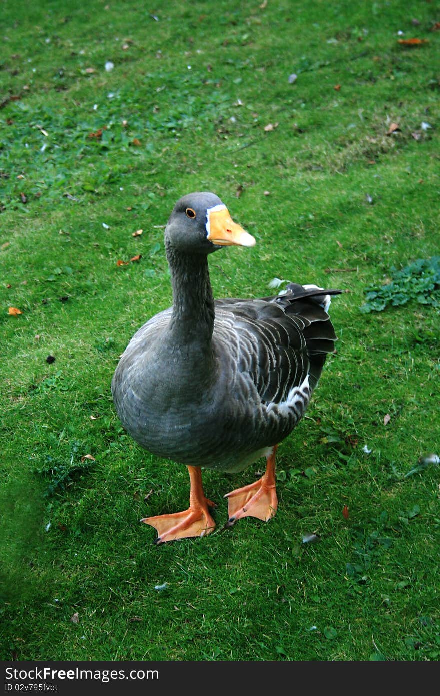 Goose from Dusseldorf Park, Germany