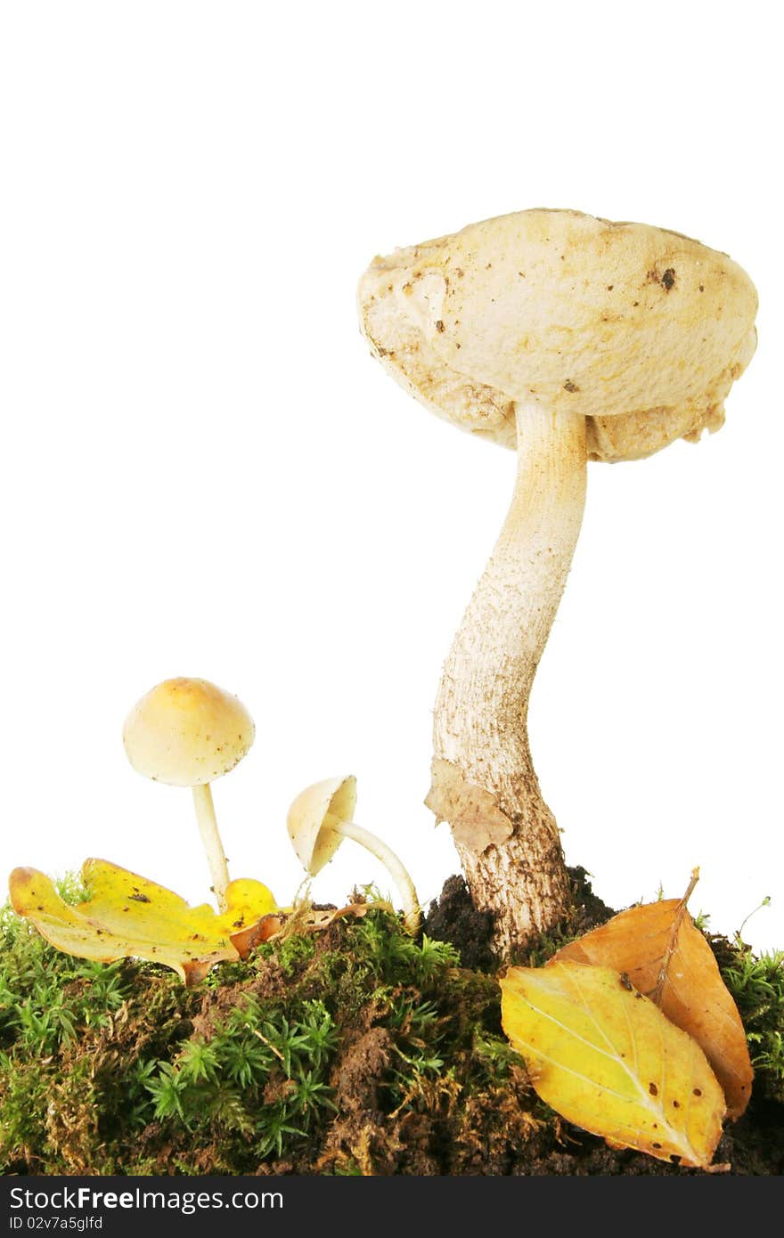 Toadstools