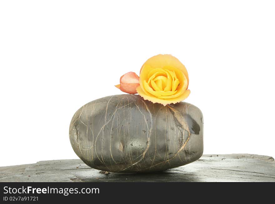 Begonia flower on a pebble and slate against a white background. Begonia flower on a pebble and slate against a white background