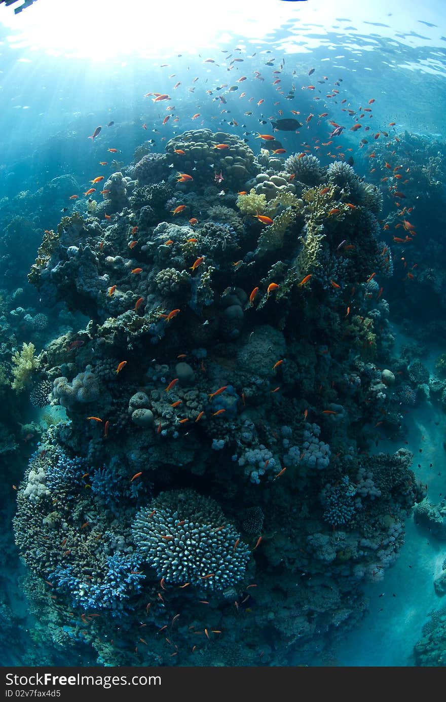 A natural light shot of tropical coral reef bath in sunlight.