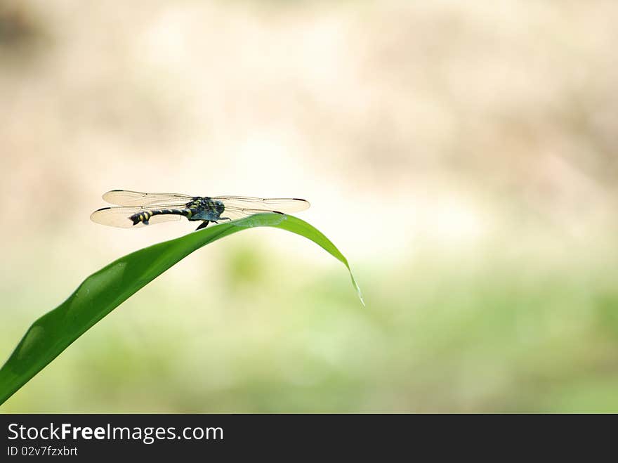 A damselfly resting on a green leaf