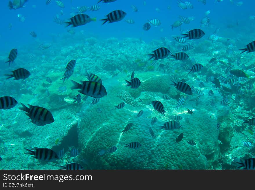 Underwater landscape of Red Sea.