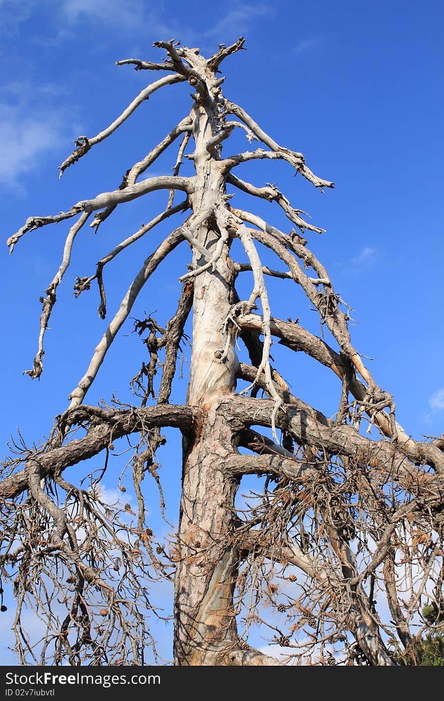 Dree tree at blue sky background. Dree tree at blue sky background