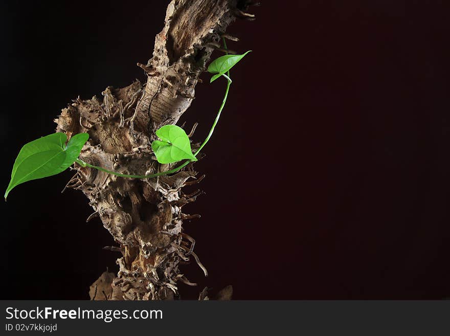 Conceptual shot of green plant growing on a dead tree root. Conceptual shot of green plant growing on a dead tree root