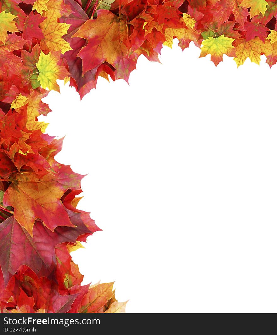 Frame from autumn maple foliage isolated on white