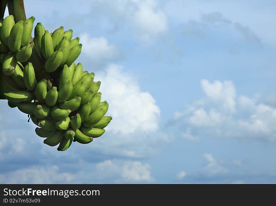 A bunch of banana against blue sky background with copy space. A bunch of banana against blue sky background with copy space