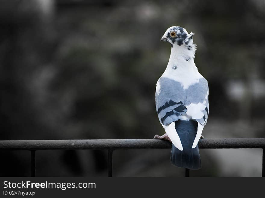 A turtle dove perched on an iron railing, back towards the camera with head turned and eye towards camera. Selective desaturation. Photo shot at iso 400. A turtle dove perched on an iron railing, back towards the camera with head turned and eye towards camera. Selective desaturation. Photo shot at iso 400